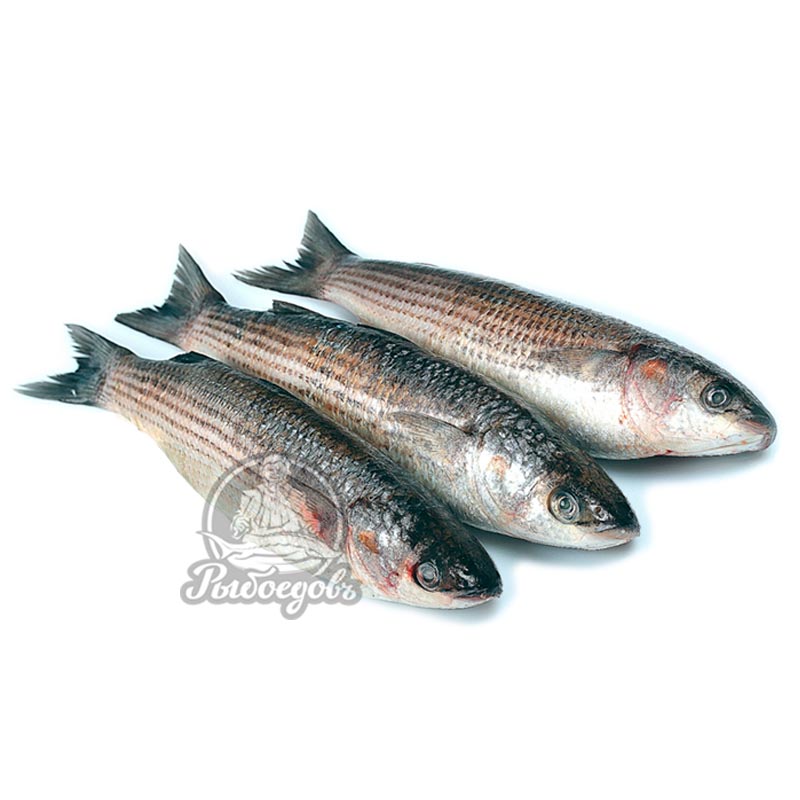 Кефаль н/р 1000+ (1/12)