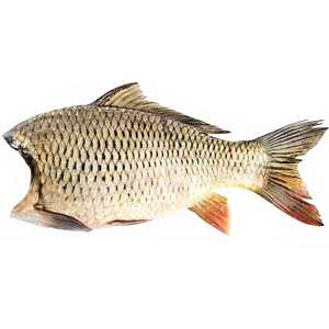 Сазан тушка c/м без головы, потрошеная