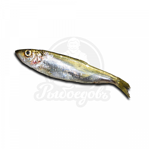 САЛАКА 14-20 см