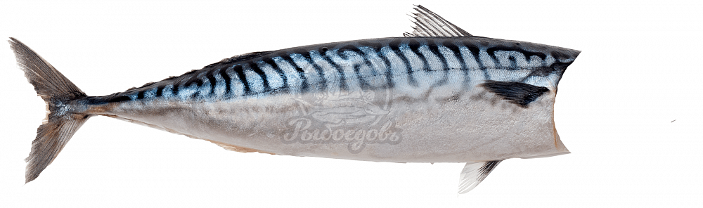 Скумбрия без головы. 200-300