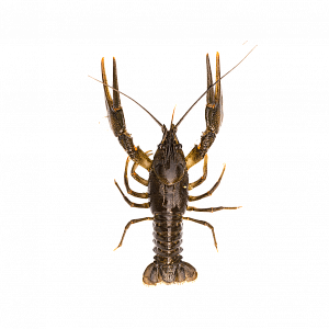 Раки севанские (доставляем от 3кг)