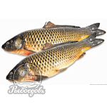 Сазан охлажденный вес 3кг+