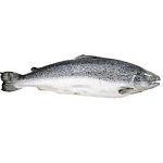 Сёмга охлажденная 4-5кг (поступление вторник, среда, пятница)