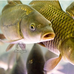 Карп живой вес 1,5кг+