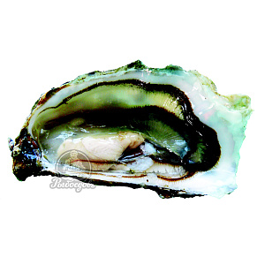 Устрица Изумрудная живая