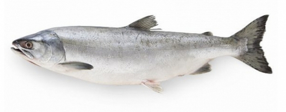 Горбуша ПСГ (потрошеная с головой)