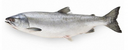 Горбуша ПСГ (потрошеная с головой)