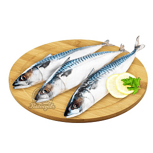 Скумбрия пласт н/р, с/г (пласт 12.5кг) 2024г