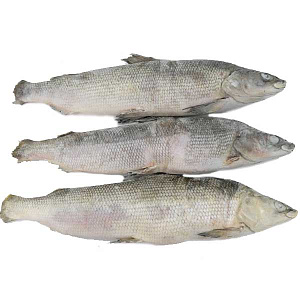 Муксун СГ свежемороженый Якутия 1-1.5кг