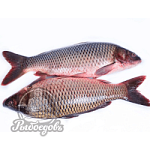 Карп охлажденный вес 1,5кг+