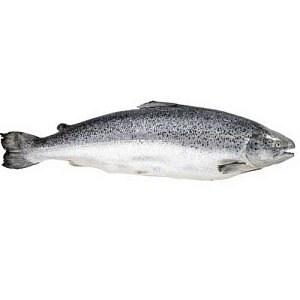 Сёмга охлажденная 4-5кг (поступление вторник, среда, пятница)