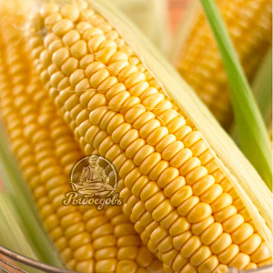 Кукуруза початок Дания