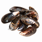 Мидии северные живые, Россия