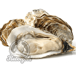 Устрица живая дальневосточная вес 150гр (не менее 12 устриц)