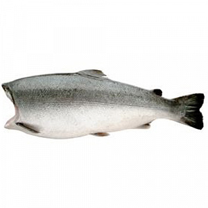 Кижуч ПБГ 2-4кг