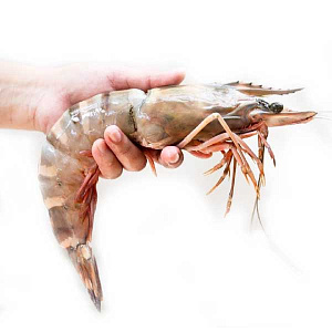 Креветки гигантская скампи Индия вес 400-500 гр