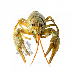 Раки живые 110+ (крупные, доставляем от 3кг)