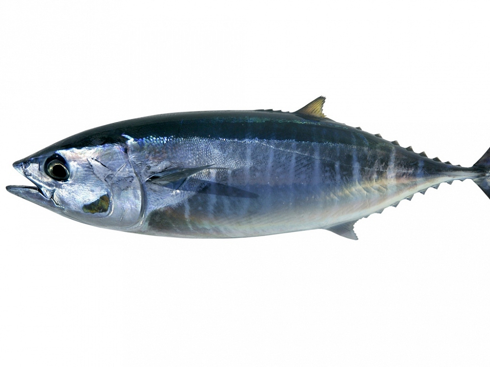 Тунец свежемороженый