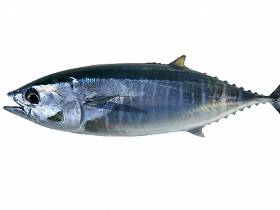 Тунец свежемороженый