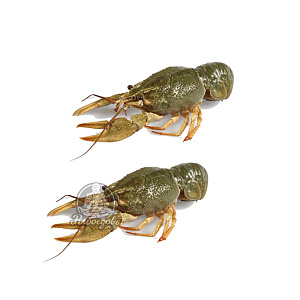 Раки живые 30-50 (доставляем от 3кг)