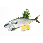 Тунец (лакедра) 1000-1350 (1/20) Корея