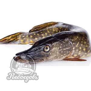 Щука с/м вес 2кг+