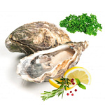 Устрица Хасанская, живая