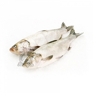 Толстолобик целый морож. 2-3 (1/20)