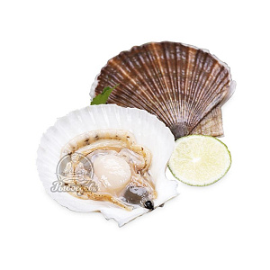 Гребешок морской, живой