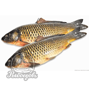 Сазан охлажденный вес 3кг+