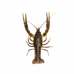 Раки севанские (доставляем от 3кг)