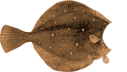 Камбала пятнистая 1000+ гр IQF