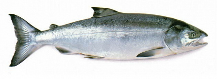 Кета потрошеная с головой. Д.Восток.