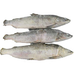 Муксун СГ свежемороженый Якутия 1-1.5кг