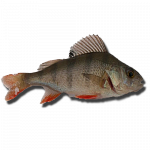 Окунь речной свежемороженый 200-400 гр