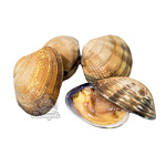 Мидии Вонголе живые дальневосточные