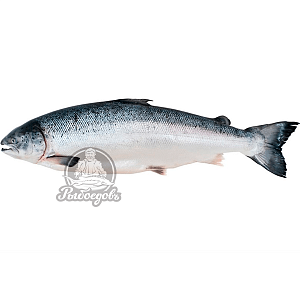 Лосось Premium 4-5 кг. (замороженный)