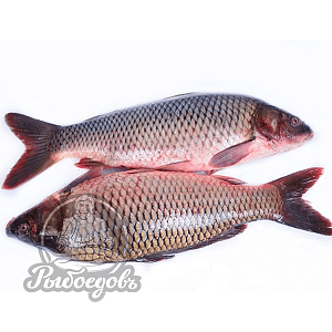 Карп охлажденный вес 1,5кг+