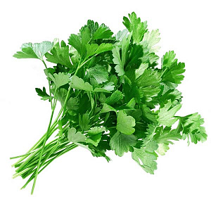 Петрушка свежая