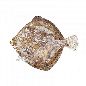 Калкан черноморский замороженный 5-7кг