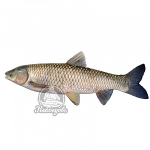 Белый Амур с/м (1/12)