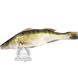 Судак свежемороженый 1-2кг