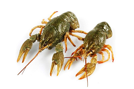 Раки живые 30-50 (доставляем от 3кг)