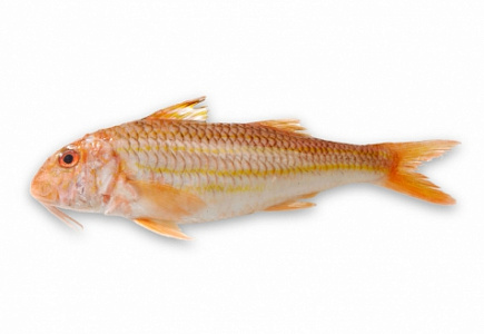 Барабулька черноморская 10см+, свежемороженая (Деликатес)