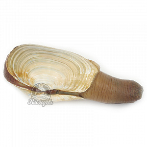 Гуидак живой 1 кг