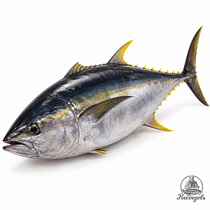 Тунец Yellowfin  ( Индонезия) Целый 60 кг+.