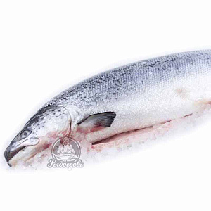 Семга замороженная 3-4кг PREMIUM (Чили)