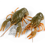 Раки живые 70-90 (доставляем от 3кг)