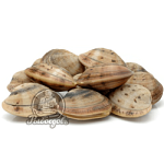 Мидии живые Вонголе