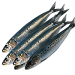 Сельдь свежемороженая 300+